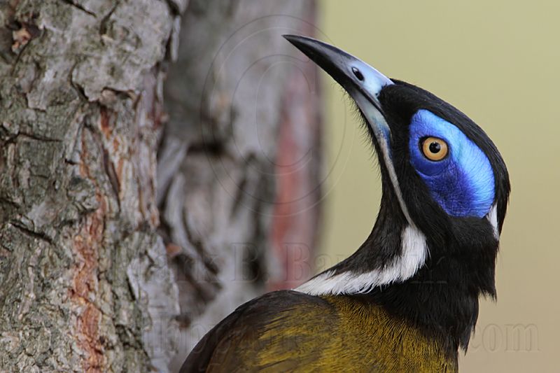 _MG_6771 Blue-faced Honeyeater.jpg