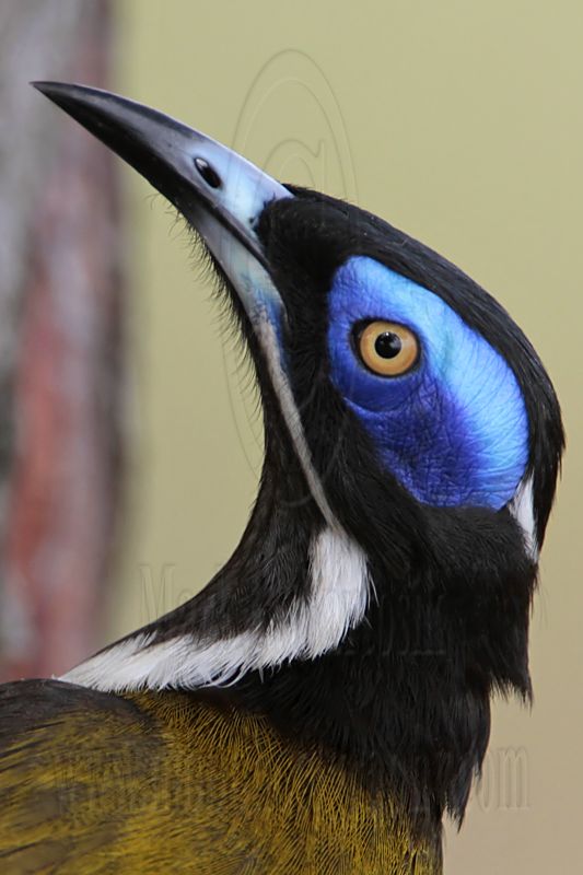 _MG_6771crop Blue-faced Honeyeater.jpg