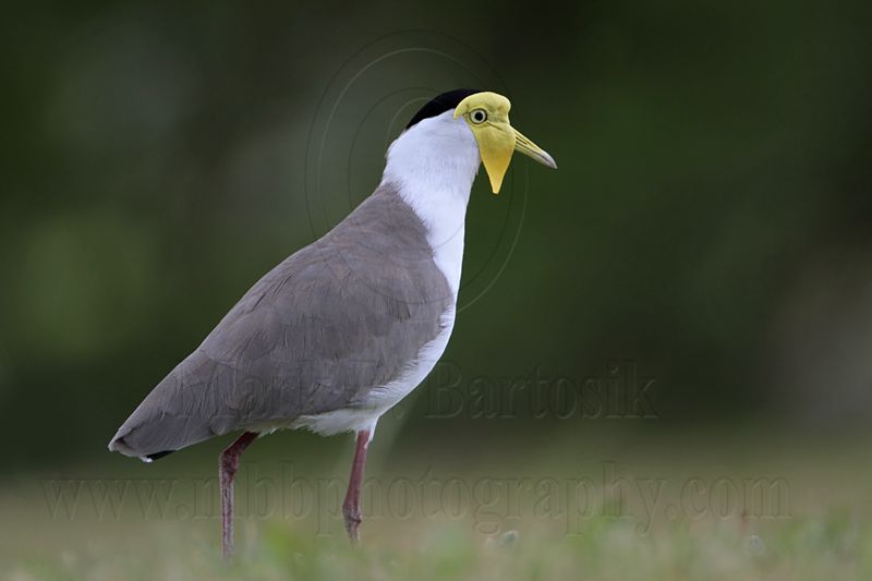 _MG_6164 Masked Lapwing.jpg