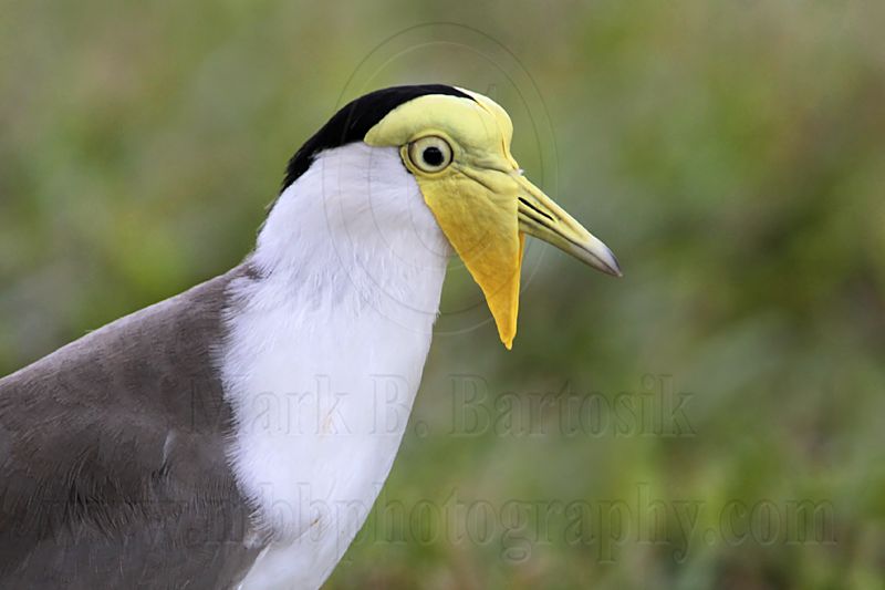 _MG_6506 Masked Lapwing.jpg
