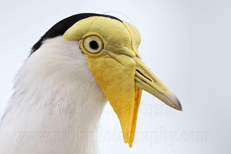 _MG_6537 Masked Lapwing.jpg