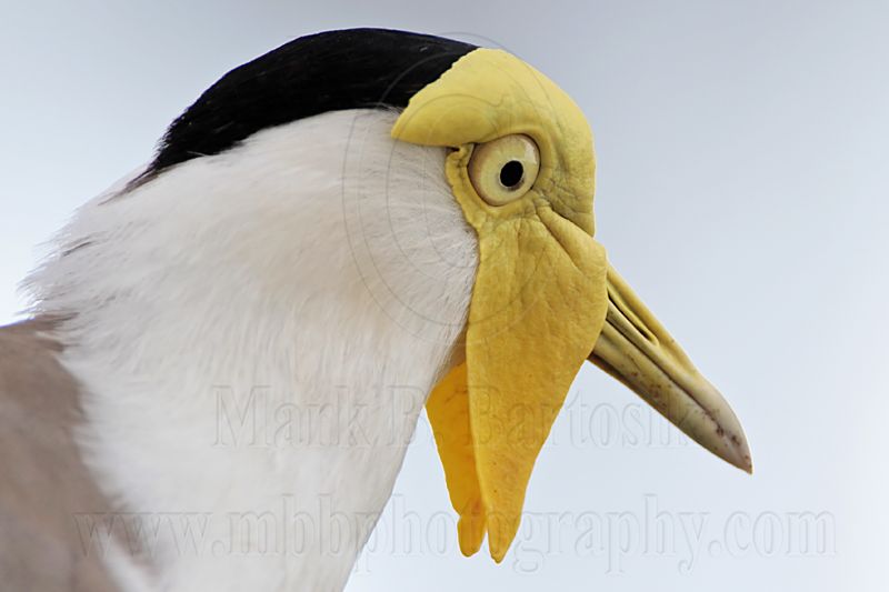 _MG_6551 Masked Lapwing.jpg
