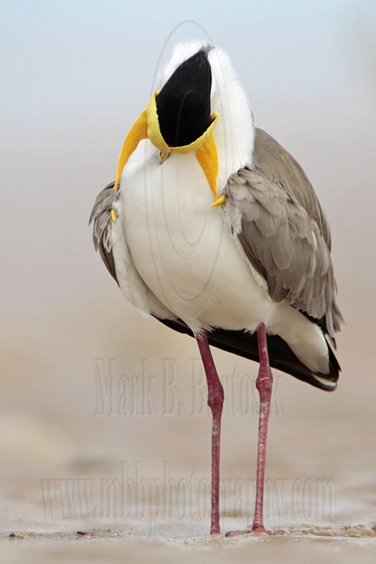 _MG_7733 Masked Lapwing.jpg