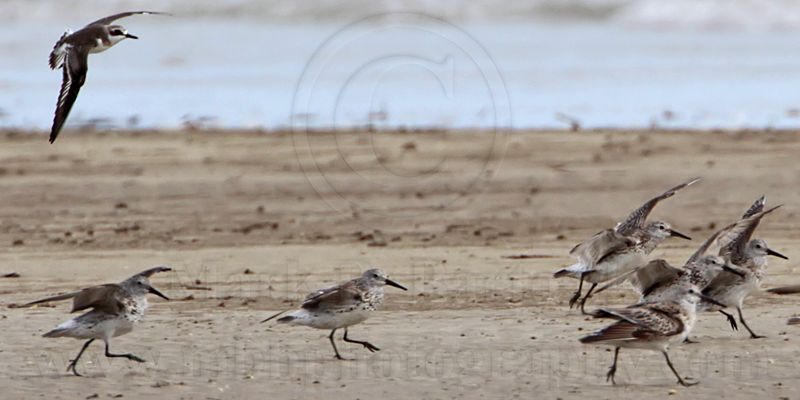 _MG_6086crop1 Great Knot and Greater Sand Plover.jpg
