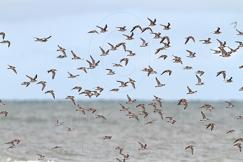 _MG_6092 Greater Sand Plover.jpg
