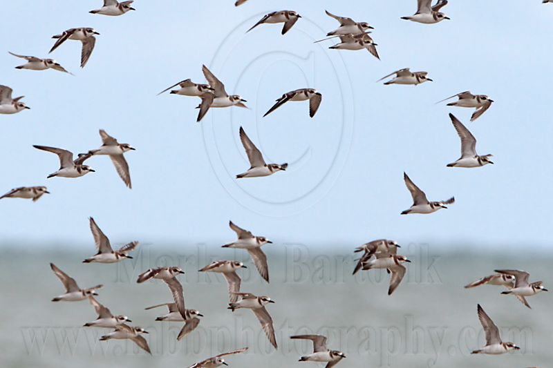 _MG_6092crop Greater Sand Plover.jpg