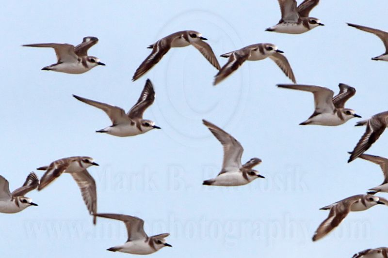 _MG_6092crop2 Greater Sand Plover.jpg