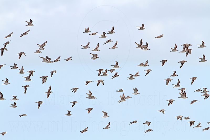 _MG_6100 Greater Sand Plover.jpg