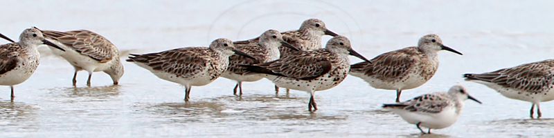 _MG_6106crop Great Knot and Sanderling.jpg