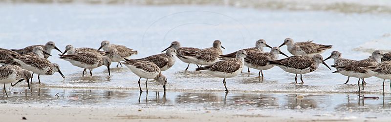 _MG_6129 Great Knot.jpg