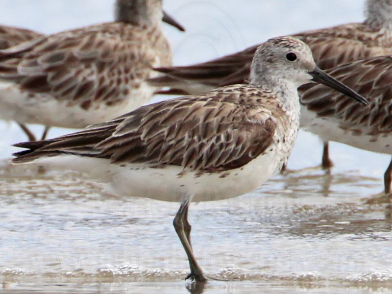 _MG_6129crop2 Great Knot.jpg