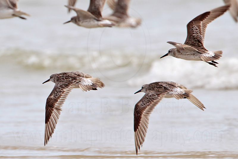 _MG_6229 Great Knot.jpg