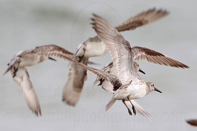 _MG_6247 Great Knot.jpg