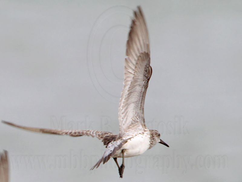 _MG_6248 Great Knot.jpg