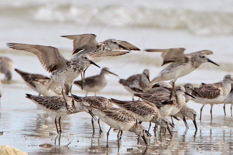 _MG_6292 Great Knot and Grey-tailed Tattler.jpg