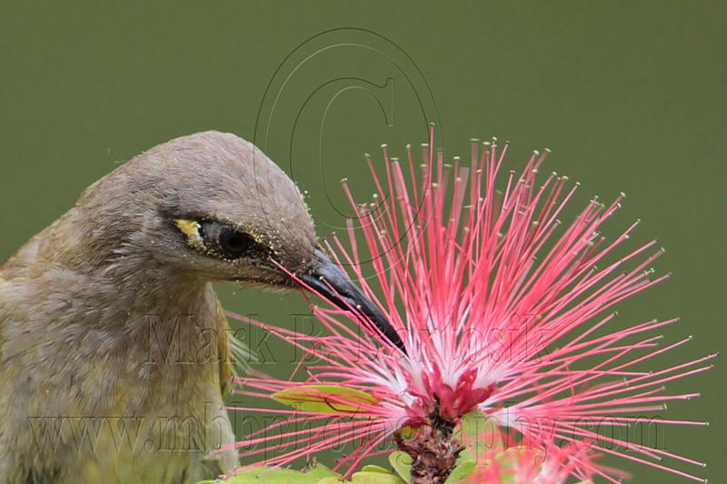 _MG_7252crop Brown Honeyeater.jpg
