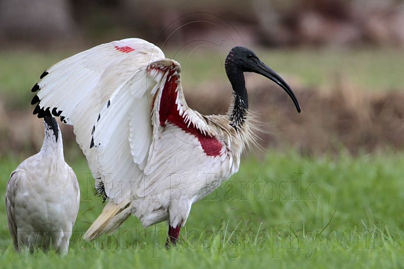 _MG_7367 Australian White Ibis.jpg