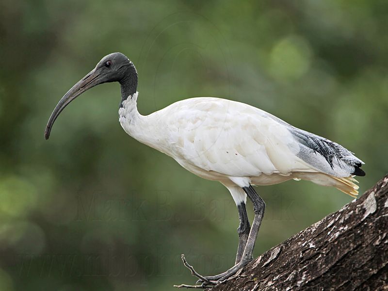 _MG_7596 Australian White Ibis.jpg
