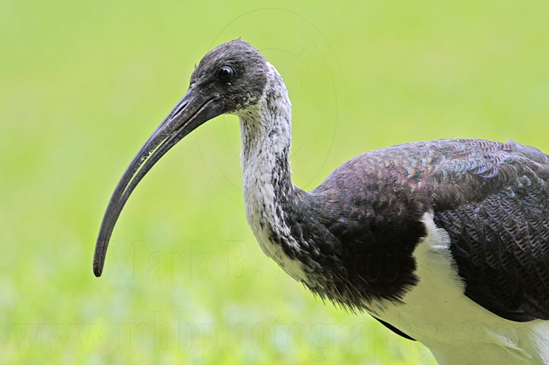 _MG_7755 Straw-necked Ibis.jpg