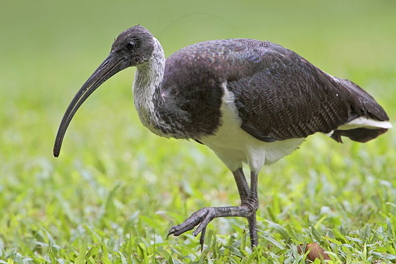 _MG_7821 Straw-necked Ibis.jpg