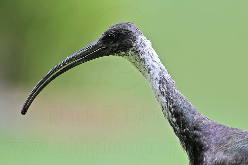 _MG_7863 Straw-necked Ibis.jpg