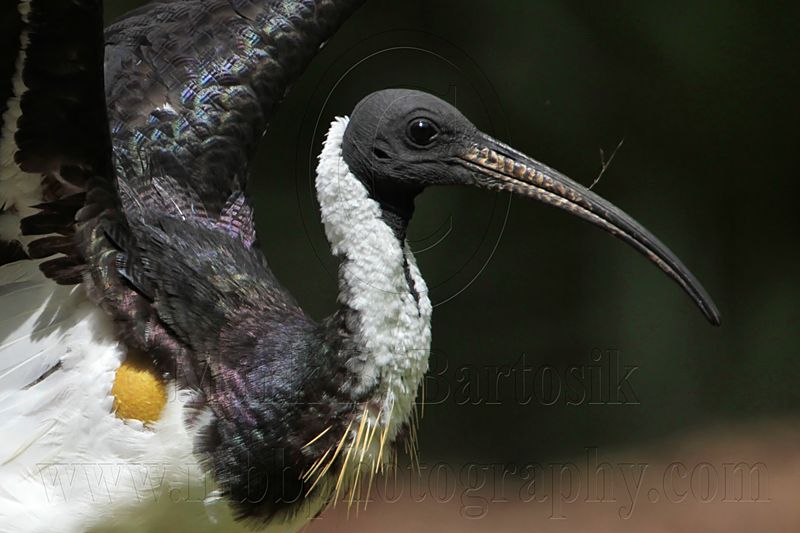 _MG_8142 Straw-necked Ibis.jpg