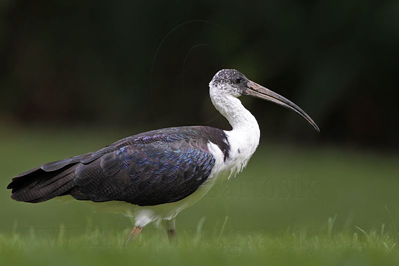_MG_8283 Straw-necked Ibis.jpg