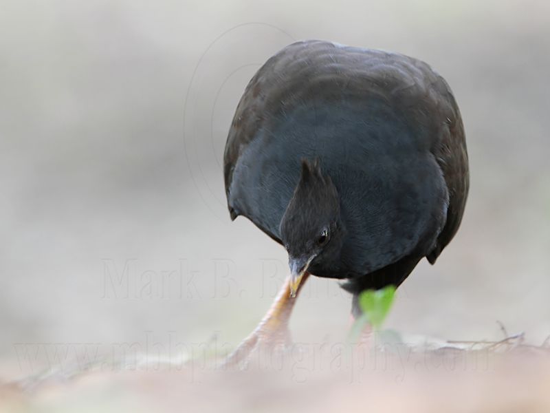 _MG_7881 Orange-footed Scrubfowl.jpg