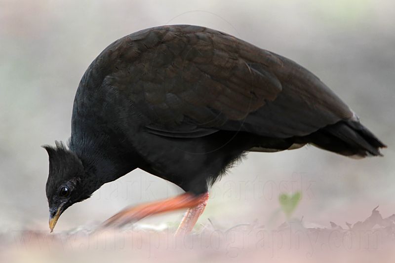 _MG_7894 Orange-footed Scrubfowl.jpg