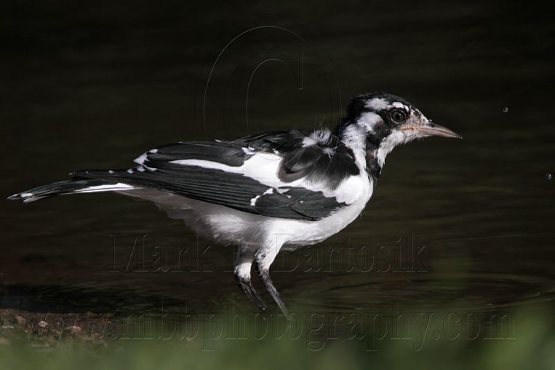 _MG_2075 Magpie-lark.jpg