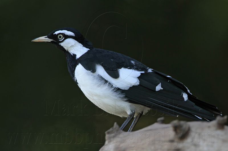 _MG_2114 Magpie-lark.jpg