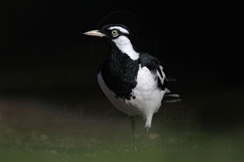 _MG_2140 Magpie-lark.jpg