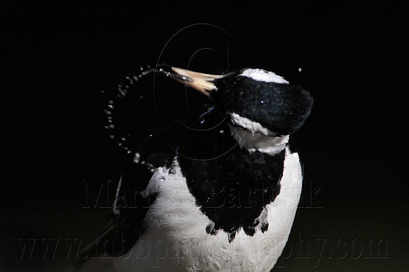 _MG_2169 Magpie-lark.jpg