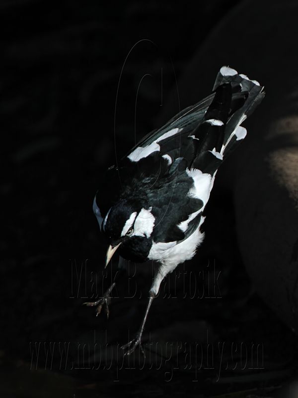_MG_2287 Magpie-lark.jpg