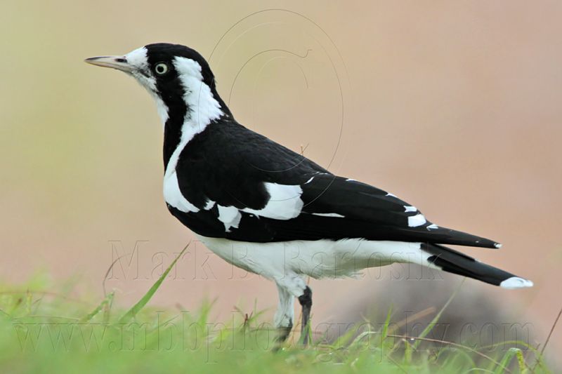 _MG_6050 Magpie-lark.jpg