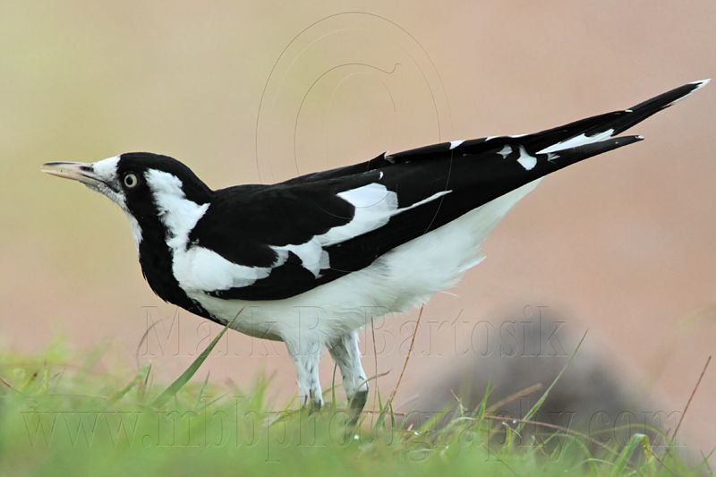 _MG_6055 Magpie-lark.jpg