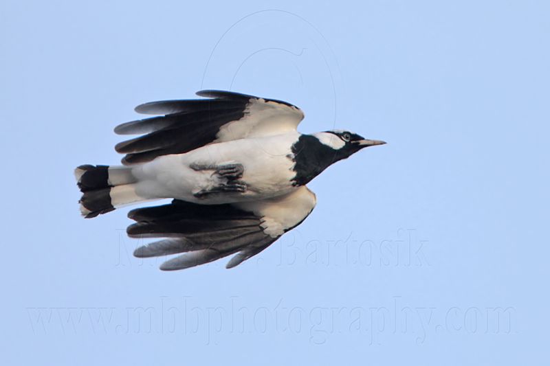 _MG_1460 Magpie-lark.jpg