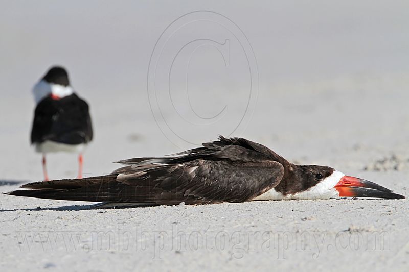_MG_3381 Black Skimmer.jpg