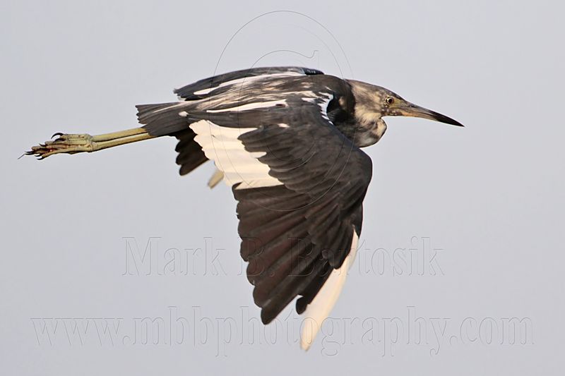 _MG_2181 Little Blue Heron.jpg