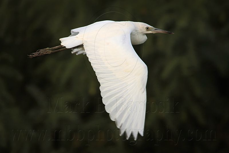 _MG_2210 Little Blue Heron.jpg
