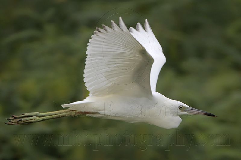 _MG_9043 Little Blue Heron.jpg