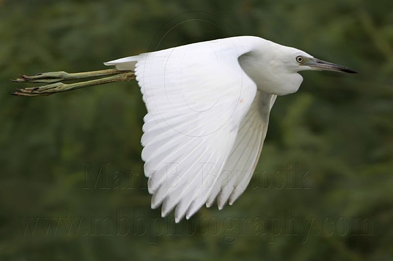 _MG_9044 Little Blue Heron.jpg