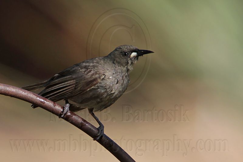 _MG_1971 White-gaped Honeyeater.jpg