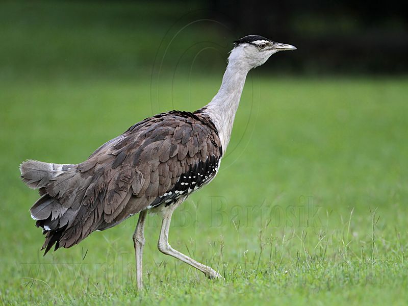_MG_5464 Australian Bustard.jpg