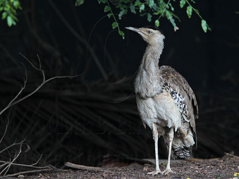 _MG_0164 Australian Bustard.jpg