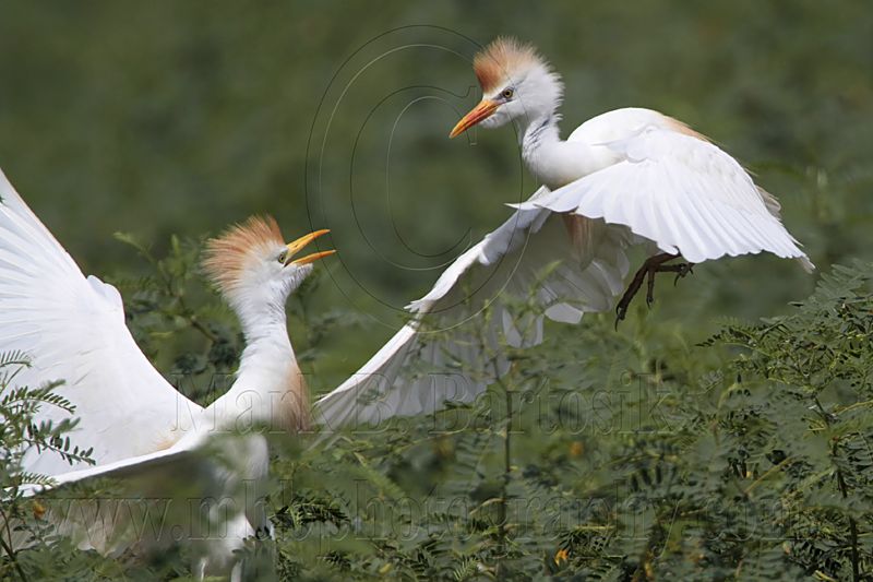 _MG_6211 Cattle Egret.jpg