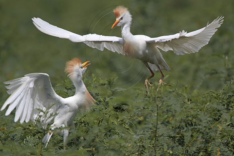 _MG_6212 Cattle Egret.jpg