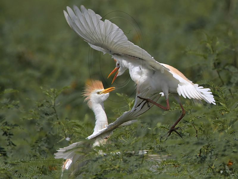 _MG_6216 Cattle Egret.jpg
