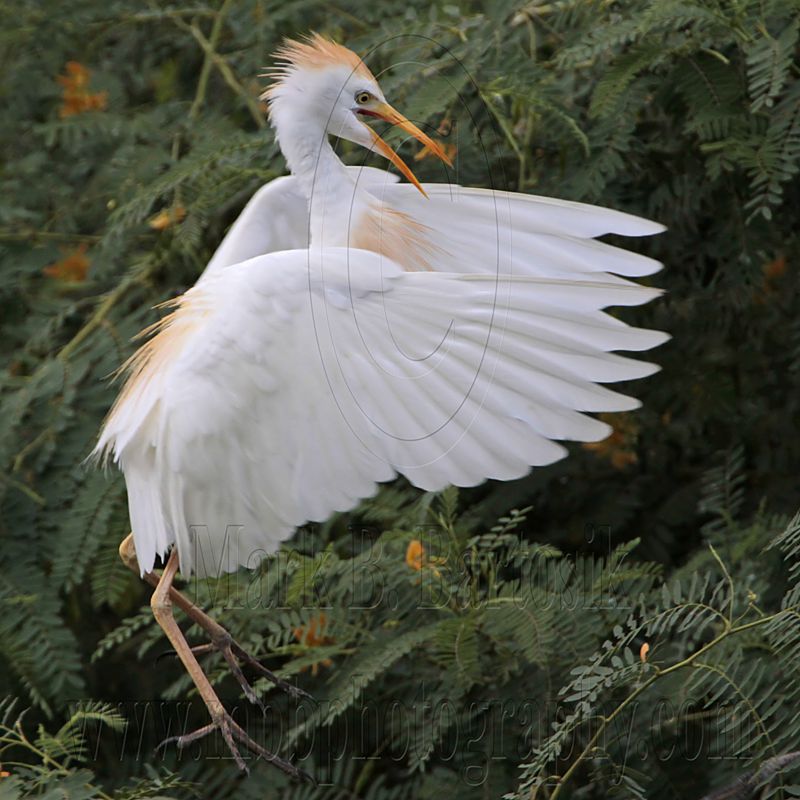 _MG_9806sq Cattle Egret.jpg