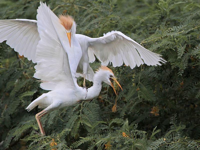 _MG_9809 Cattle Egret.jpg